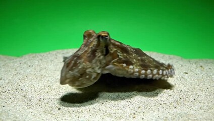Intelligent common octopus resting on sandy seabed with tentacles spread out against a solid green backdrop underwater