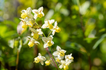 Close up of Epimedium x versicolor flowers in bloom