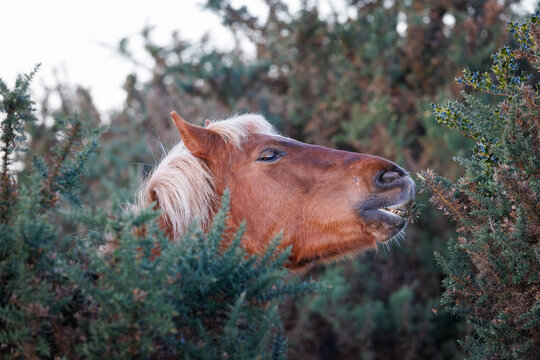 A chestnut New Forest pony with a blond mane feeds on the spiky green gorse bush on the open heathland, captured in a close-up profile shot.