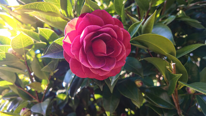 Vibrant Red Camellia Flower in Sunlight Among Green Leaves