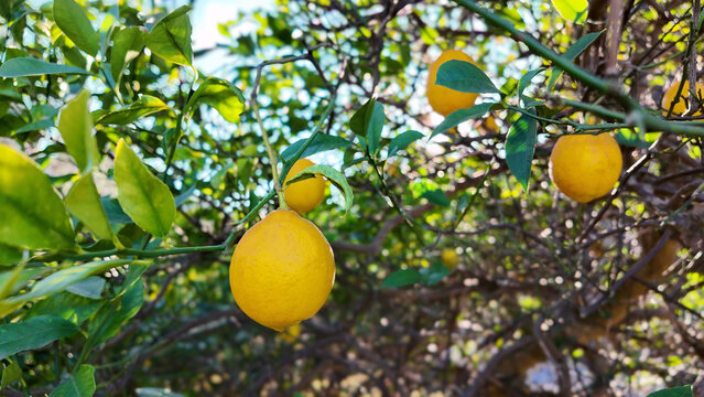 Close-up of ripe lemon on a sunlit tree, sunlight highlighting juicy texture, fresh orchard scene.
