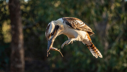Fototapeta premium Australian Kookaburra in midflight with freshly caught prey.