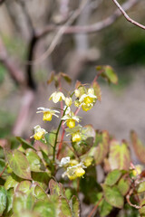 Close up of Epimedium x versicolor flowers in bloom