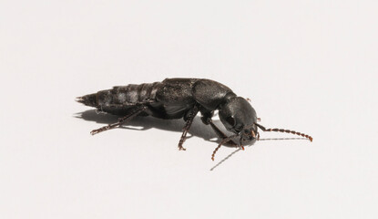 Ocypus is a genus of rove beetles in the subfamily Staphylininae. (Ocypus curtipennis).