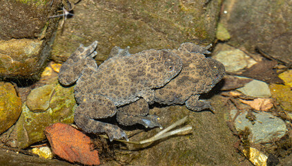A pair of yellow-bellied toads in amplexus. (Bombina variegata) belongs to the order Anura, the archaeobatrachia family Bombinatoridae, and the genus of fire-bellied toads.