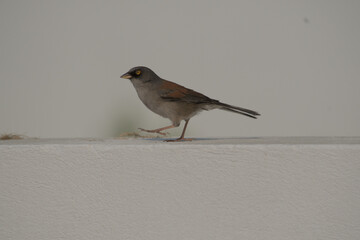 Yellow-eyed Junco Bird Perched on the valcony