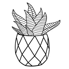 Zebra succulent in clay pot in doodle style vector illustration 