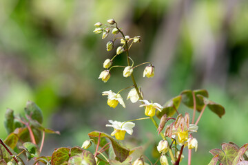 Close up of Epimedium x versicolor flowers in bloom