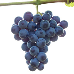 Fototapeta premium A bunch of ripe dark purple grapes hanging from a vine