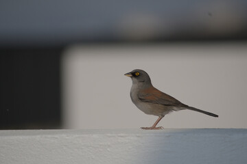 Yellow-eyed Junco Bird Perched on the valcony
