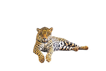 Majestic Jaguar Isolated on White