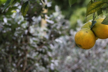 Lemon on tree