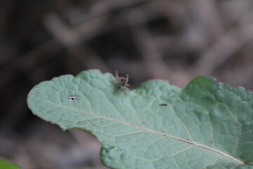 Nature micro photography