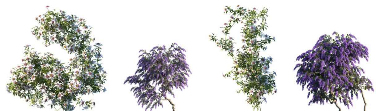 Set of Clematis florida and Petrea volubilis blossoming frontal isolated png on a transparent background perfectly cutout
