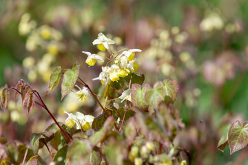 Close up of Epimedium x versicolor flowers in bloom