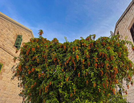 Lush green vine with clusters of bright orange berries against an old stone building and a blue sky. Duranta erecta