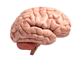 Human brain model with cerebrum and cerebellum