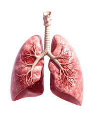 Human lungs and trachea model providing oxygen and removing carbon dioxide