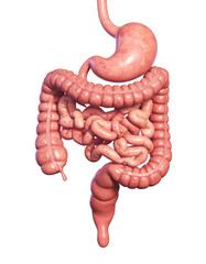 Human digestive system anatomy with stomach and intestines
