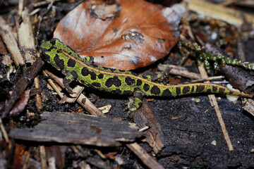 Fototapeta premium Closeup on a vibrant green juvenile French marbled newt, Triturus marmoratus