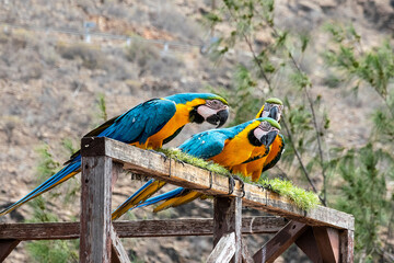 Obraz premium Three blue-and-yellow macaws perched on a wooden platform with a rocky mountain background. Colorful tropical parrots in an animal park, Gran Canaria, Spain.