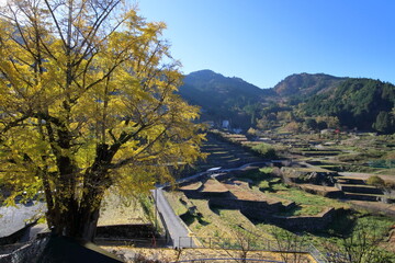 長者の大イチョウと棚田　（高知県　仁淀川町）