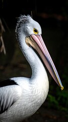 Pelican Portrait - A Close-Up of a Majestic Bird.