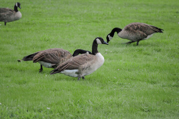 Goose