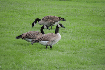 Goose