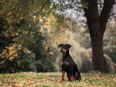 A German Pinscher, black and tan, sits on the grass under a tree in an autumn park.