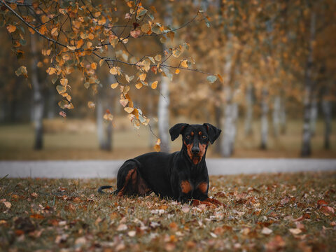 A German Pinscher, black and tan, lies against the backdrop of a birch grove in an autumn park.