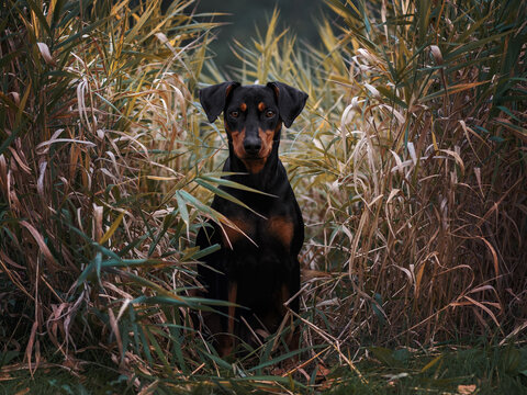 A German Pinscher dog, black and tan, sits in tall grass.