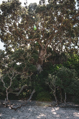 old tree at the beach