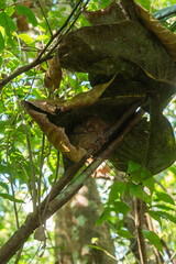 Koboldmakis (Tarsier) auf den Philippinen versteckt sich unter einem Blatt im Wald