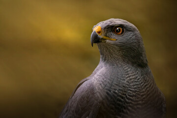 A close portrait of a  hawk from the chest up with a smooth blue blurred background, showing its sharp gaze, detailed feathers, and natural posture in a clean wildlife scene.