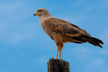 A close portrait of a  hawk from the chest up with a smooth blue blurred background, showing its sharp gaze, detailed feathers, and natural posture in a clean wildlife scene.