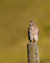 A close portrait of a  hawk from the chest up with a smooth blue blurred background, showing its sharp gaze, detailed feathers, and natural posture in a clean wildlife scene.