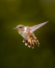Hummingbirds flying with a soft blurred background in a natural Costa Rican environment, showing vibrant feathers, rapid wing movement, and elegant motion in a clean wildlife scene.