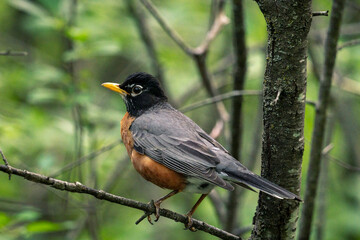 American Robin Sitting on Wooden Post