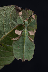 Unusual leaf insect isolated on black background. Phyllium pulchrifolium close up macro.