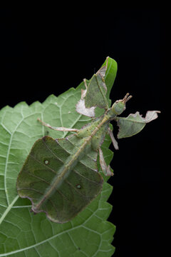 Unusual leaf insect isolated on black background. Phyllium pulchrifolium close up macro.