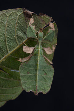 Unusual leaf insect isolated on black background. Phyllium pulchrifolium close up macro.