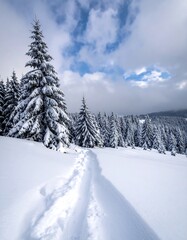 Obraz premium Snow-covered evergreen trees next to a snowy path