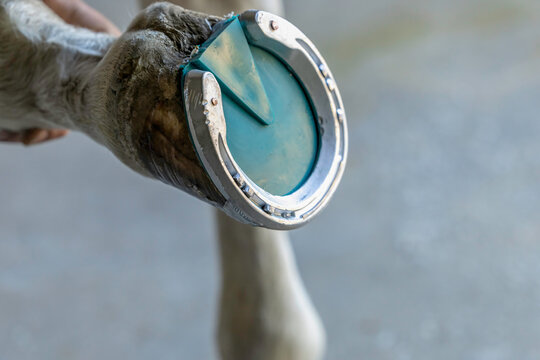 Horse farrier shoe packed padded shoeing frog clips horseshoe