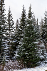 Snowy Evergreen Pine Tree Among Dense Winter Forest in BC, Canada