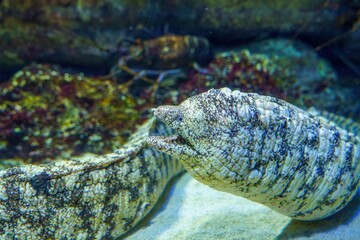 体に似合わない小さな目がかわいいウツボ