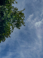 view of blue sky and clouds with tree branches