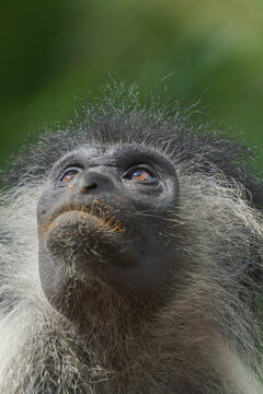 Wildlife Kenia Ukunda Diani monkey bird