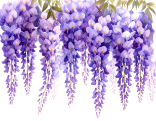 Lush purple wisteria flowers hanging with green leaves against black