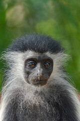 Wildlife Kenia Ukunda Diani monkey bird